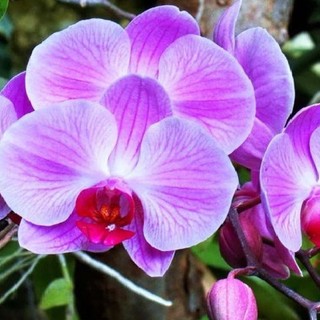 thienphuong284