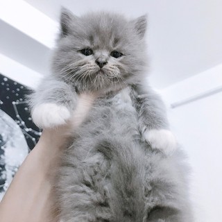 cat_tuong2579