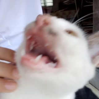 thmdngth494