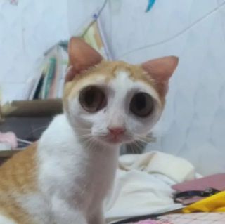 nguyenthanhnhi8a6