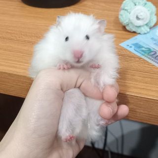 rynn_annie