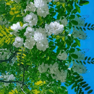 laura2912_