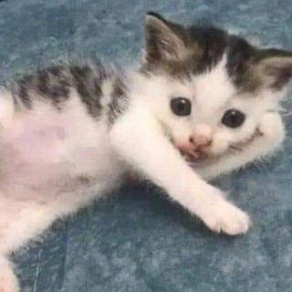 nguyenhuynhanhvy12