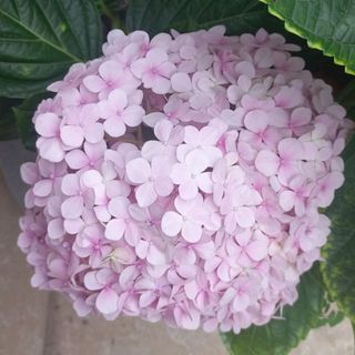 nguyen_thi_gam