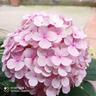 chuthihanh90