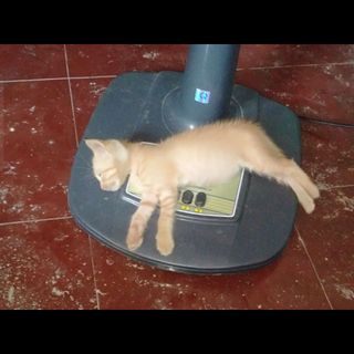 thphng10a2cao