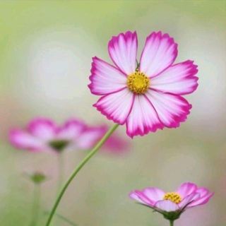 mnq8ppqebv