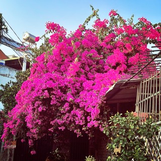 oekh_c6688