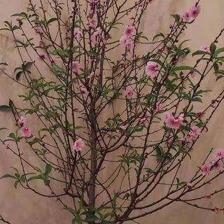hnhphan815