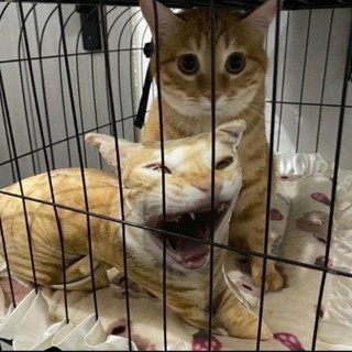 quynh_nhi_668