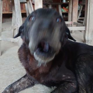 tf_tranphi