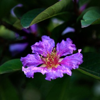 vl_huong204