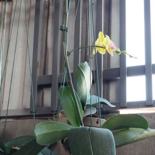 phonghoancuong