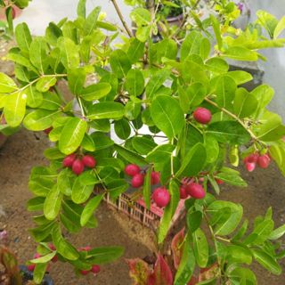 nguyentho111