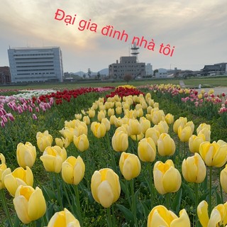 dothinhung265