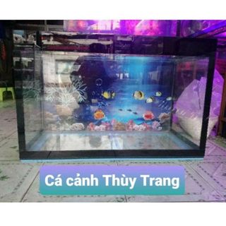hocathuytrang