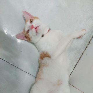 mo_dung_y_y