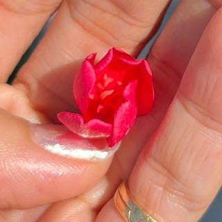 khanh_an.tu
