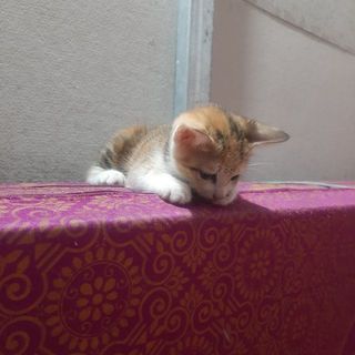 phngchippii