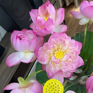 quynh_thu90