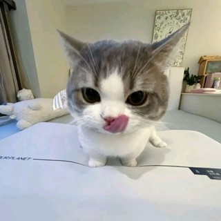lingg.sayhii