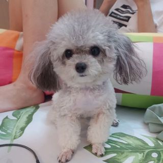 ly_trang05072