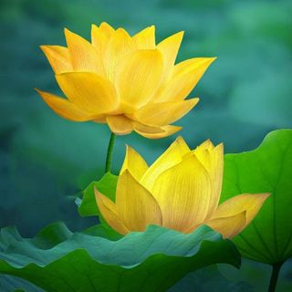 ngan2phuong