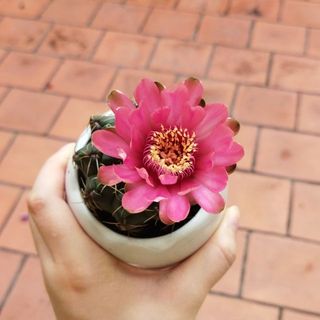 linh.ly.4869