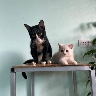 y1uiriv4us