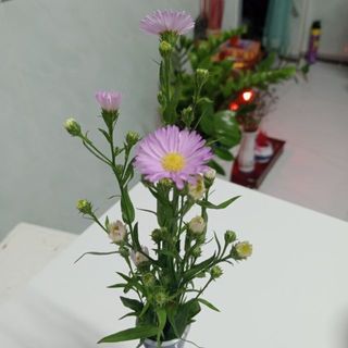 maidaorot