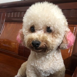 _nvhoangmy_