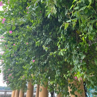 nhachi23
