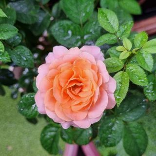 truongphuong318