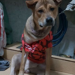 tichmo_cute