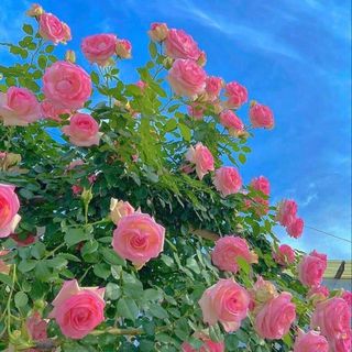 nhungcutefriendly