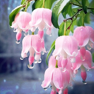 quanquynh_77