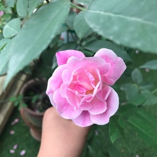 nguyen_huyen_2007