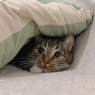 mactudi
