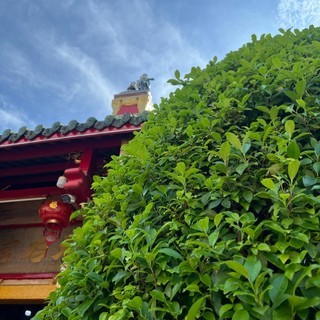 linh1115