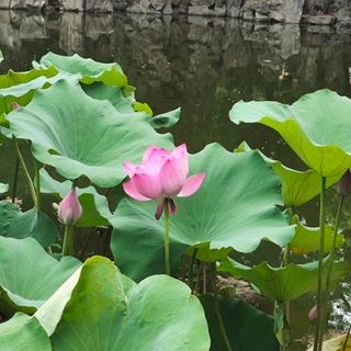 sk_yut3lo2