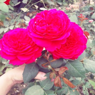 p_t_giang