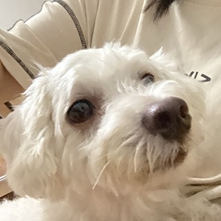 coconutdangiu08