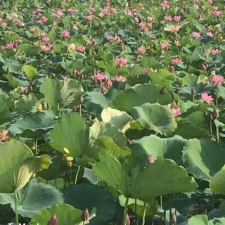 phuongbinh_79