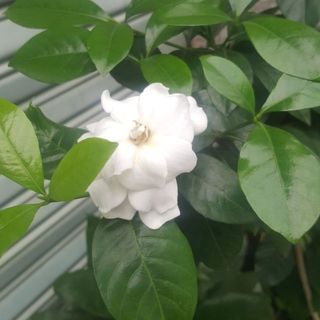 cuongnguyen_phu