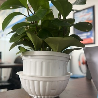nguyendongphong333
