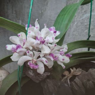 duongthivan04021992