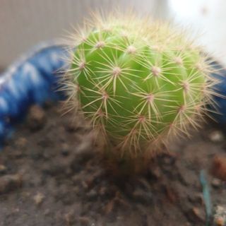 ldimmy041
