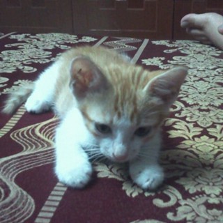 hoknam