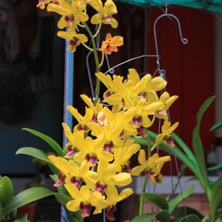 tranhoat_t