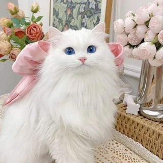 ngocanhh21012020